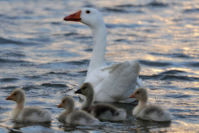 Happy Family