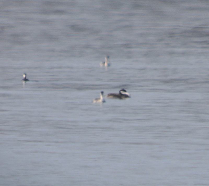 Western Grebe sleeping, Percy Priest Lake, Davidson Co., 3 Dec 12