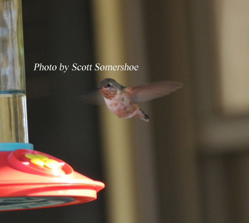 Calliope Hummingbird