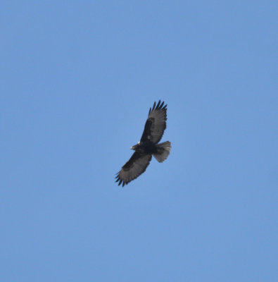 Harlans Red-tailed Hawk, adult 
