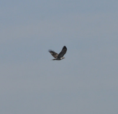 light morph Harlan's Red-tailed Hawk, juvenile (we think)