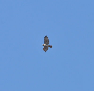 Red-tailed Hawk, Adult Eastern
