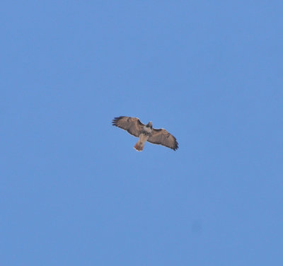 Red-tailed Hawk, eastern