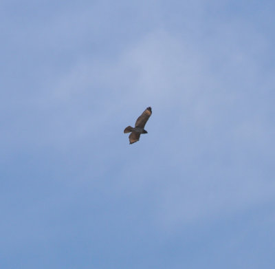 Red-shouldered Hawk, juvenile