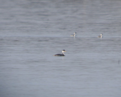 Western and Horned Grebes
