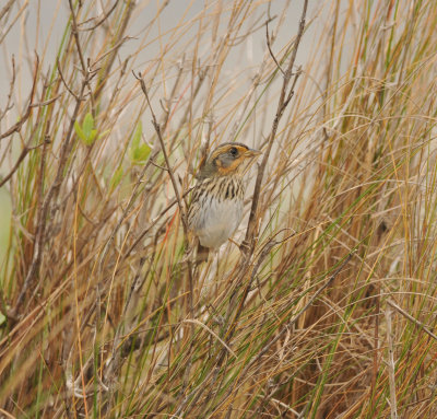 Saltmarsh Sparrow