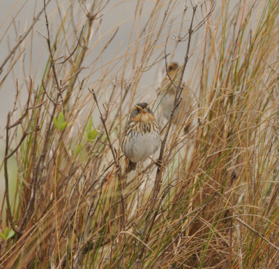 Saltmarsh Sparrow