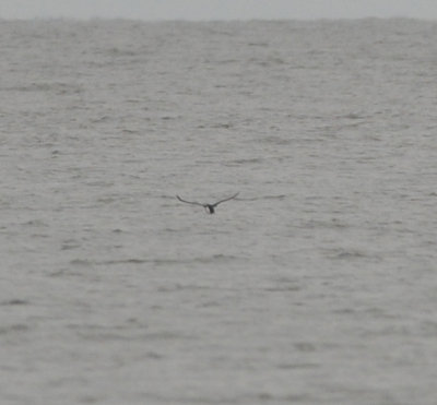 St Catherine's Island, GA, 15 Dec 12