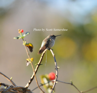 Calliope Hummingbird relieving itself