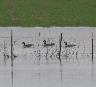Cackling Geese, Franklin Co. TN, 8 Feb 13