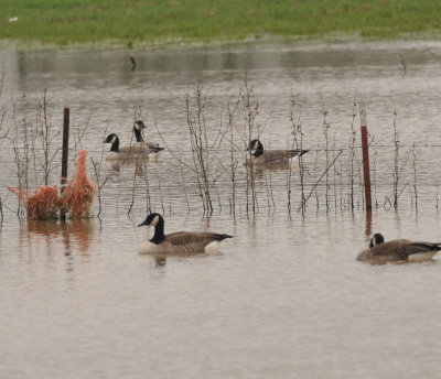 Cackling Geese (in the background), Franklin Co. TN, 8 Feb 13