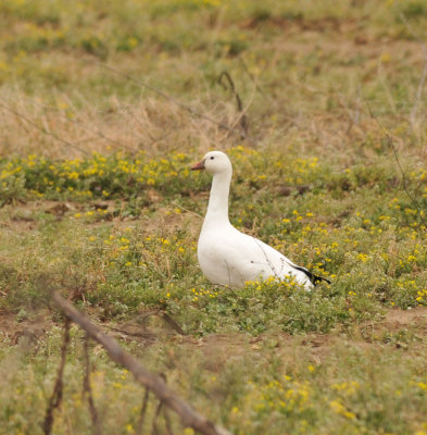 Hybrid - Ross's-Snow Goose, Montgomery Co, TN, 12 Feb 13