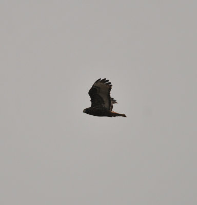 Adult Western Red-tailed Hawk, Sharp Springs Park, Smyrna TN, 15 Feb 13