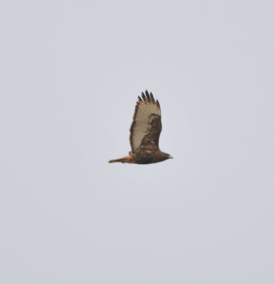 Adult Western Red-tailed Hawk, Sharp Springs Park, Smyrna TN, 15 Feb 13