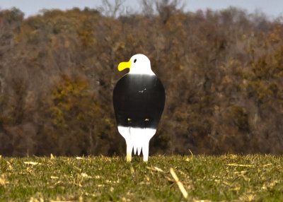 Scare Crow
