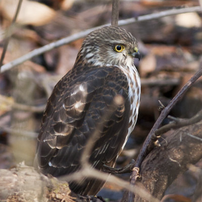 Cooper's Hawk