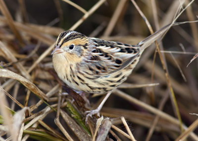 Le Conte's Sparrow