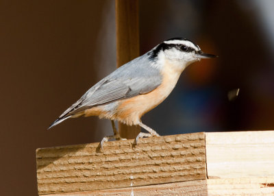 Red-breasted Nuthatch