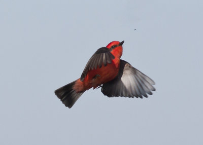 Vermilion Fly-catcher