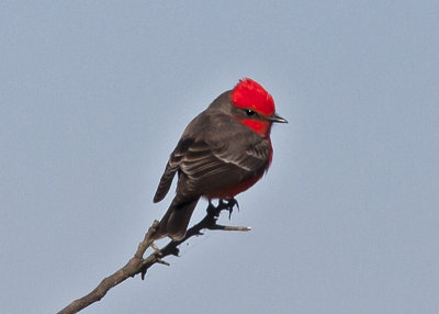 Vermilion Fly-catcher