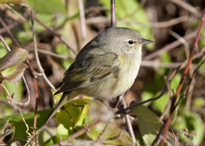 Orange-crowned Warbler