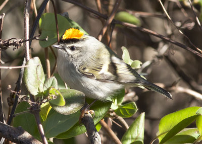 Golden-crowned Kinglet