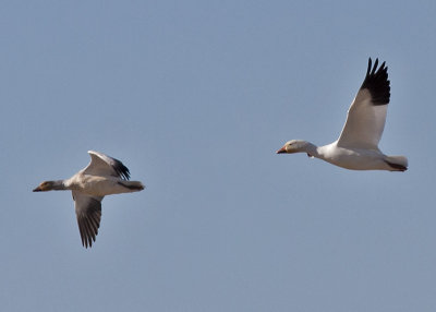 Snow Geese  --  Rob Roy Arkansas