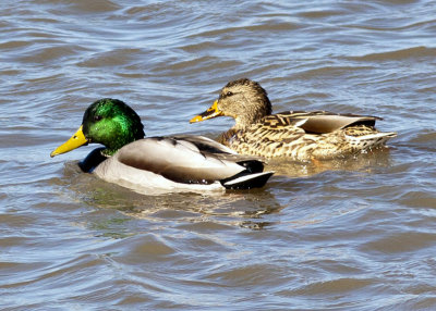 Mallards --  Halowell Reservoir