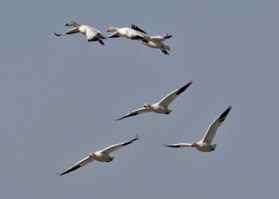 Snow Geese  --  Rob Roy Arkansas