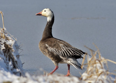 Snow Goose -  Dark Morph