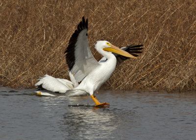 American White Pelican