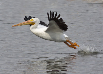 American White Pelican