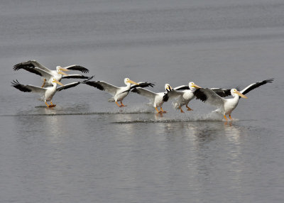 American White Pelican