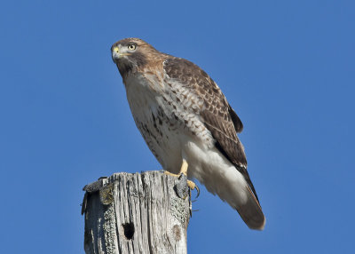 Red-tailed Hawk