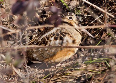 American Woodcock