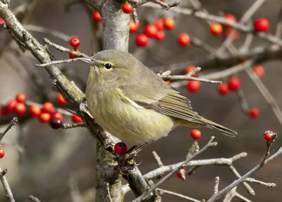 Orange-crowned Warbler