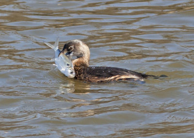 Pied-billed Grebe - with dinner