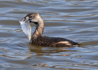 Pied-billed Grebe - with dinner