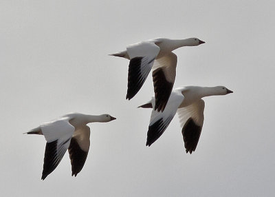 Snow Geese  -  Humnoke Arkansas