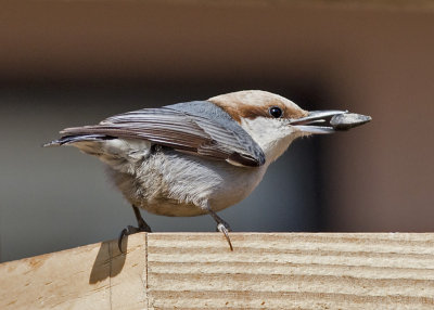 Brown-headed Nuthatch