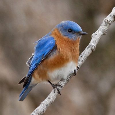 Eastern Bluebird