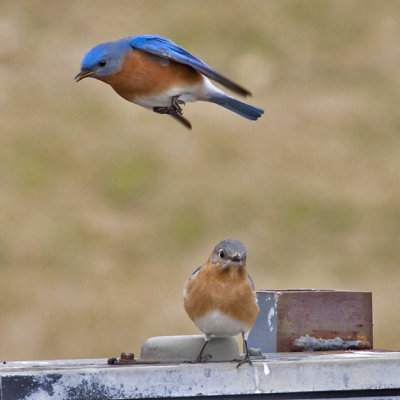 Eastern Bluebird