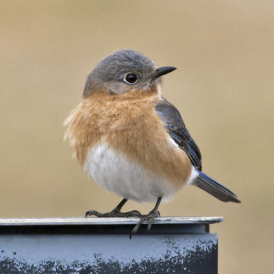 Eastern Bluebird