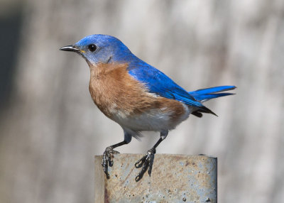 Eastern Bluebird - Regional Park