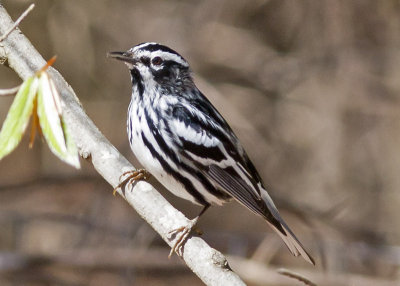 Black and White Warbler