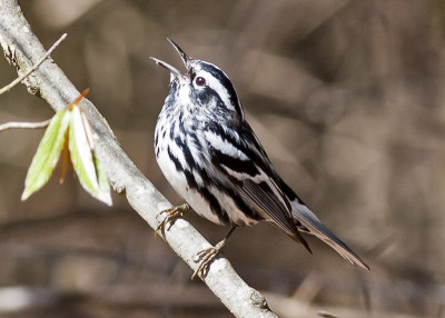 Black and White Warbler