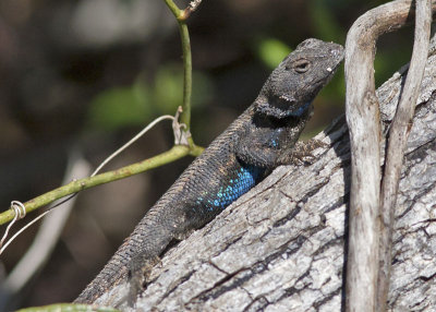 Eastern Fence Lizard