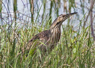 American Bittern