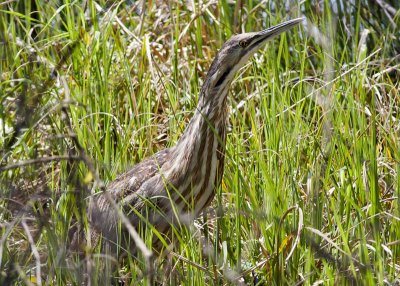 American Bittern