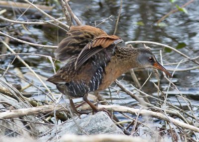 Virginia Rail